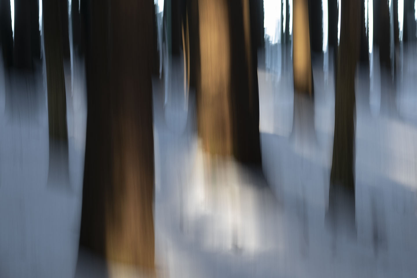 Winter im Risi-Wald
